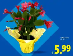 Lidl Spring cactus offer