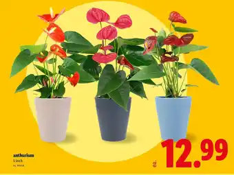 Lidl Anthurium offer