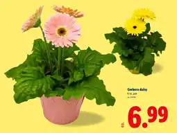 Lidl Gerbera daisy offer