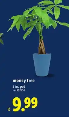 Lidl money tree offer