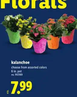 Lidl kalanchoe offer