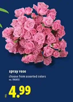Lidl spray rose offer
