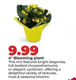 Hy-Vee 4 Blooming plant offer