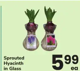 ACME Sprouted Hyacinth in Glass offer