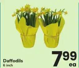 ACME Daffodils offer