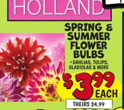 Ollie's HOLLAND SPRING & SUMMER FLOWER BULBS offer
