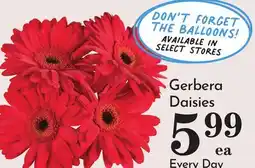 Pavilions Gerbera Daisies offer