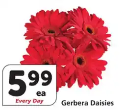 Albertsons Gerbera Daisies offer