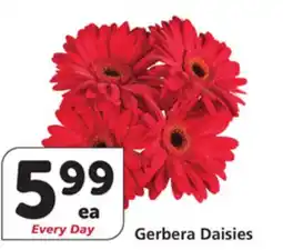 Vons Gerbera Daisies offer
