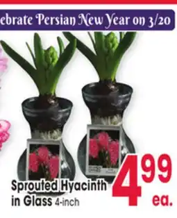 Jewel-Osco Sprouted Hyacinth offer