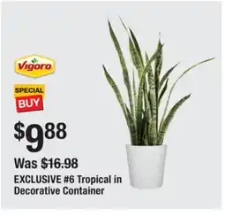 The Home Depot VIGORA #6 Tropical in Decorative Container offer