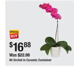 The Home Depot 5 Orchid in Ceramic Container offer