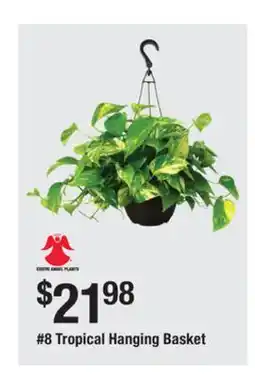 The Home Depot 8 Tropical Hanging Basket offer
