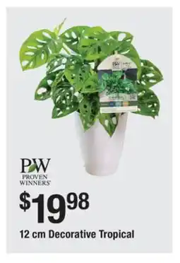 The Home Depot PROVEN WINNERS 12 cm Decorative Tropical offer