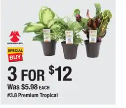 The Home Depot 3.8 Premium Tropical offer