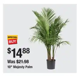 The Home Depot 10 Majesty Palm offer