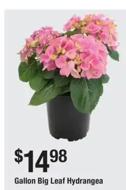 The Home Depot Gallon Big Leaf Hydrangea offer