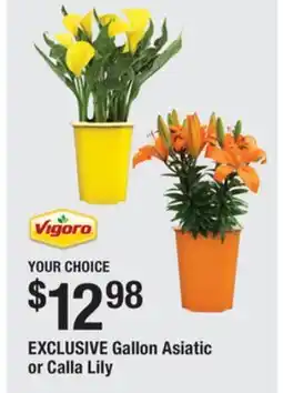 The Home Depot VIGORA Asiatic or Calla Lily offer