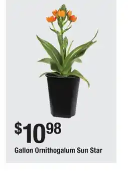The Home Depot Gallon Ornithogalum Sun Star offer