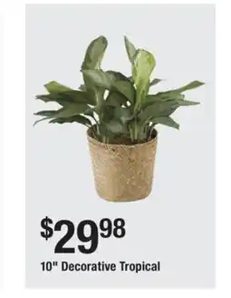 The Home Depot 10 Decorative Tropical offer