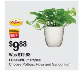 The Home Depot VIGORO 6 Tropical offer