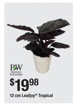 The Home Depot PROVEN WINNERS 12 cm Leafjoy Tropical offer
