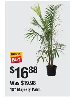 The Home Depot 10 Majesty Palm offer