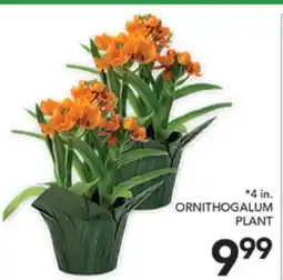 Pete's Fresh Market 4 in. ORNITHOGALUM PLANT offer