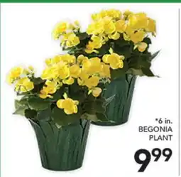 Pete's Fresh Market 6 in. BEGONIA PLANT offer
