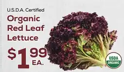 DeCicco & Sons Organic Red Leaf Lettuce offer