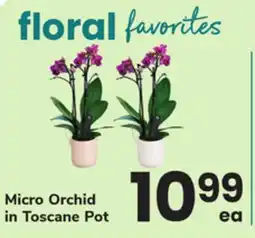 ACME Micro Orchid in Toscane Pot offer