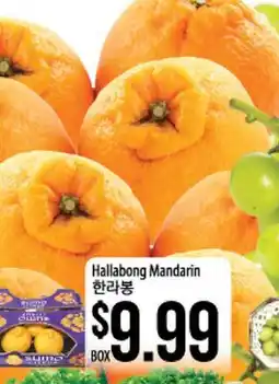 Hmart Hallabong Mandarin offer