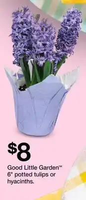 Target Good Little Garden 6 potted tulips or hyacinths offer
