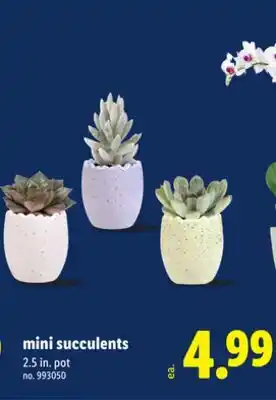 Lidl mini succulents offer