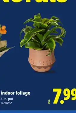 Lidl indoor foliage offer