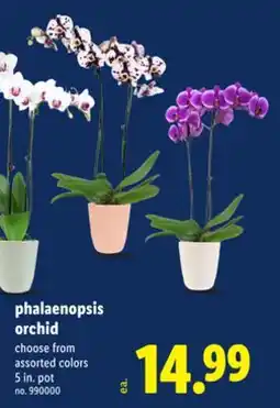 Lidl phalaenopsis orchid offer