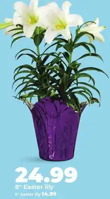 Hy-Vee 8 Easter lily offer