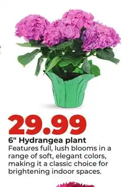 Hy-Vee 6 Hydrangea plant offer