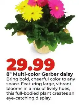 Hy-Vee 8 Multi-color Gerber daisy offer