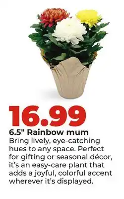Hy-Vee 6.5 Rainbow mum offer