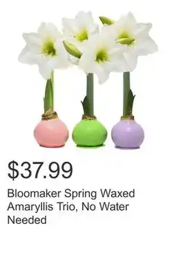 Costco Bloomaker Spring Waxed Amaryllis Trio, No Water Needed offer