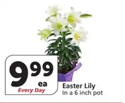 Albertsons Easter Lily offer