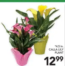 Pete's Fresh Market 4.5 in. CALLA LILY PLANT offer