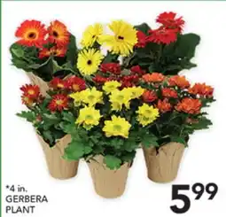 Pete's Fresh Market GERBERA PLANT offer