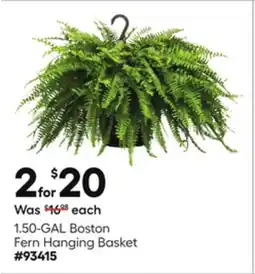 Lowe's 1.50-GAL Boston Fern Hanging Basket offer