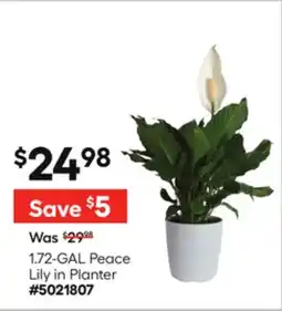 Lowe's 1.72-GAL Peace Lily in Planter offer