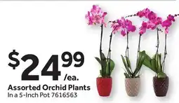 Stop&Shop Assorted Orchid Plants offer