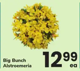 ACME Big Bunch Alstroemeria offer