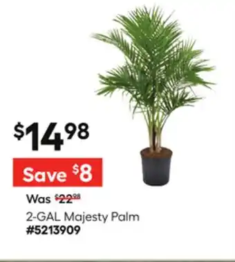 Lowe's 2-GAL Majesty Palm offer