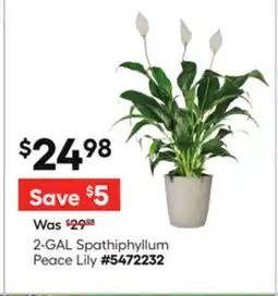 Lowe's 2-GAL Spathiphyllum Peace Lily offer